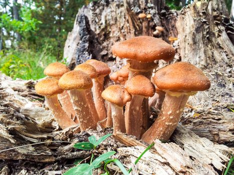 Group of small brown mushrooms growing on a old grey trunk