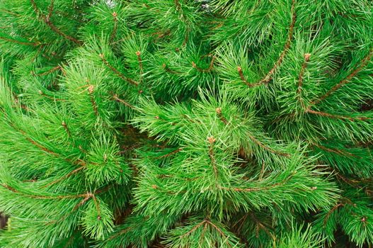 The branches of pine trees as a backdrop