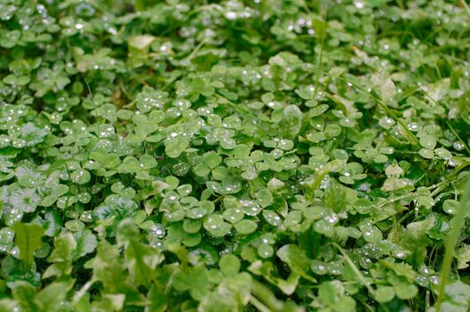 Clover leaves in rain drops