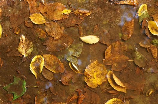 Fallen leaves in water as a background                               