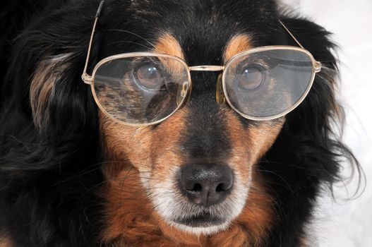 One Small Old Black Dog Wearing Old Glasses 