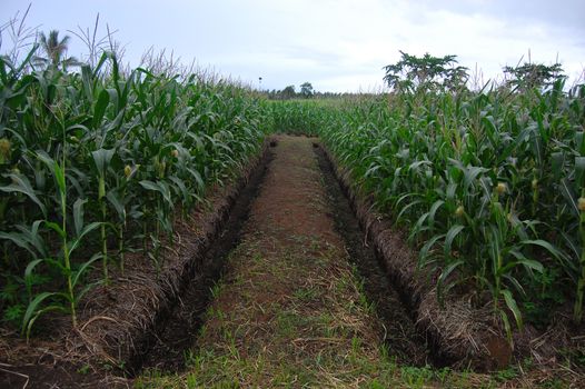 Corn plantation with ditch at Papua New Guinea