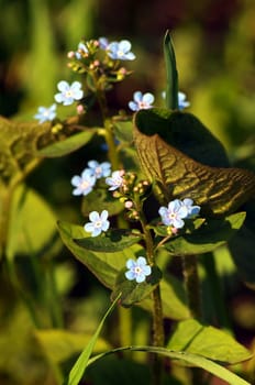 Decorative flower "Brunnera" (forget-me-not)