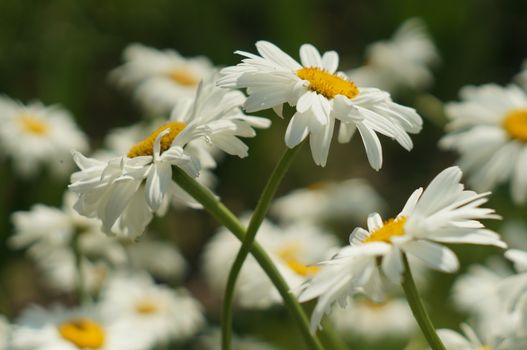 Two large daisies on a background of the other