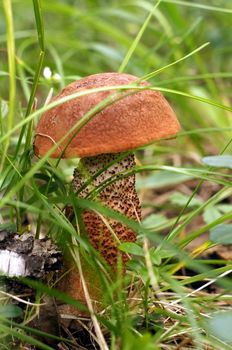 Orange-cap boletus mushroom in the grass