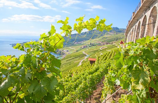 Vineyards of the Lavaux region over lake Leman (lake of Geneva)