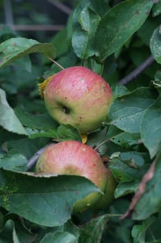 Two ripe apples on a branch