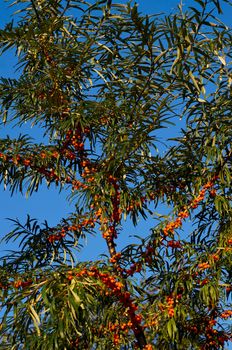 The branch of sea-buckthorn with ripe berries