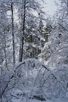 winter Landscape