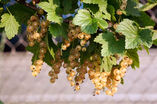 White currants on the bush