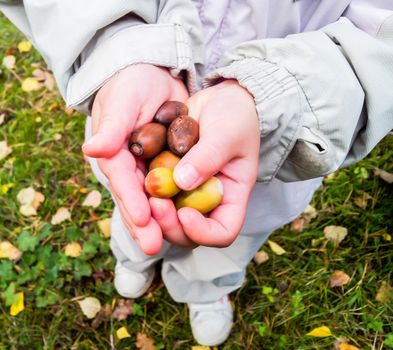 Young child holding a pile of oak nuts at autumn