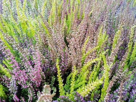 Closeup of calluna flowers in many beautiful colors