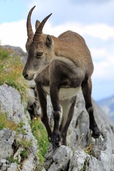Female alpine ibex (capra ibex) or steinbock in Alps mountain, France