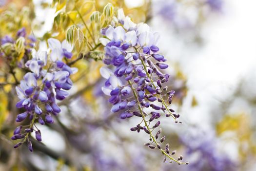 Chinese Wisteria or Wisteria sinensis flowering  in spring - horizontal image