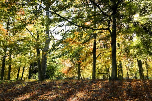 Sunlight shining through the trees in autumn