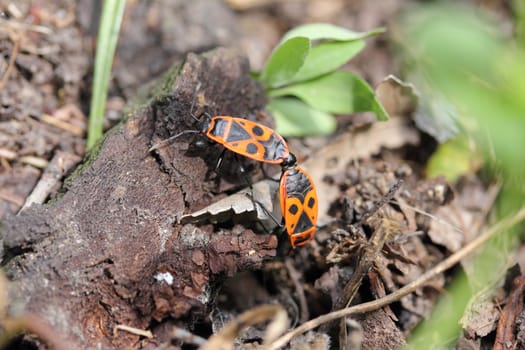 The firebugs (pyrrhocoris apterus) couple