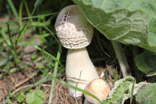 The white mushroom in a grass