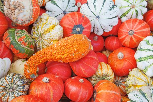 Colorful pumpkins collection on the autumn market