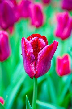 Fresh blooming tulips in the spring garden