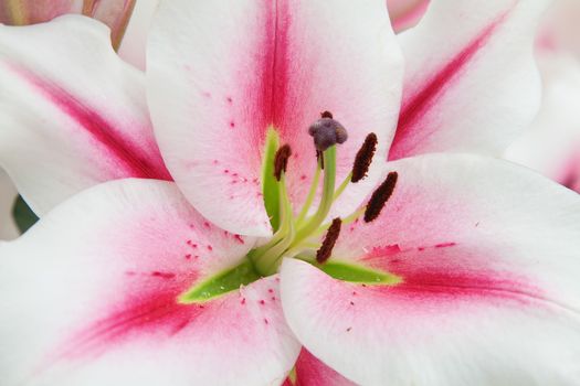 Blossoming lilies in the garden