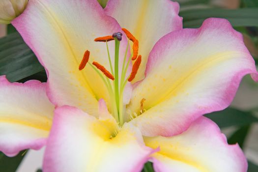 Blossoming lilies in the garden