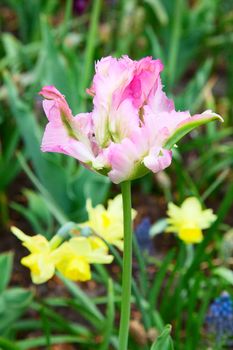 Fresh blooming tulips in the spring garden