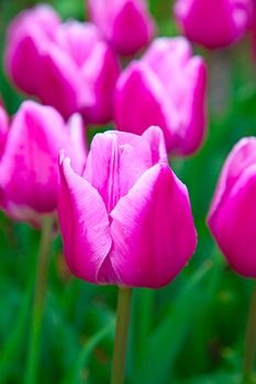 Fresh blooming tulips in the spring garden