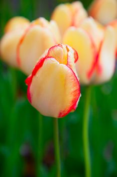 Fresh blooming tulips in the spring garden