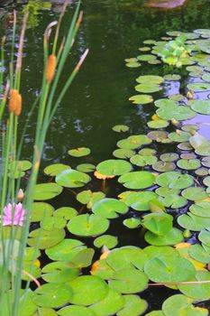 A garden pond filled with green Lillypads and cattails and one pink flower.