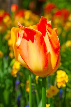 Fresh blooming tulips in the spring garden