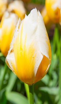 Fresh blooming tulips in the spring garden