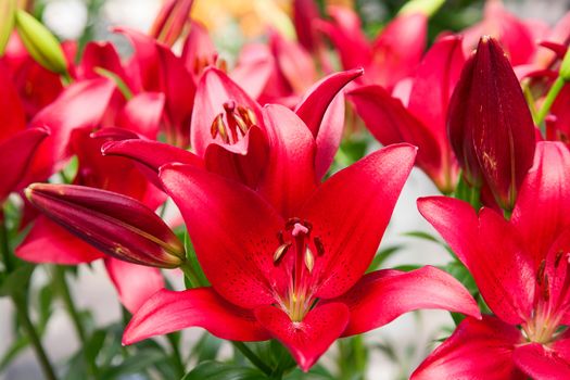 Blossoming lilies in the garden