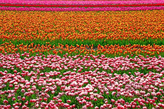 Fresh blooming tulips in the spring garden