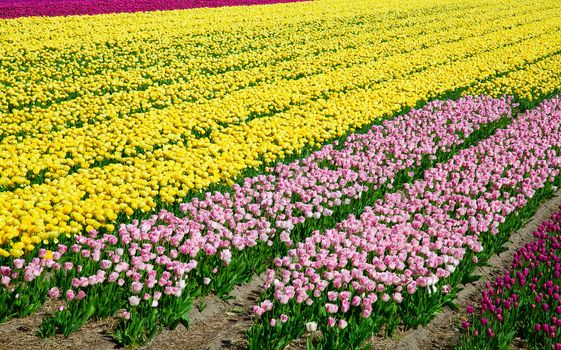 Fresh blooming tulips in the spring garden