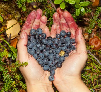 Girl holds in his hands a handful of blueberries in the shape of heart