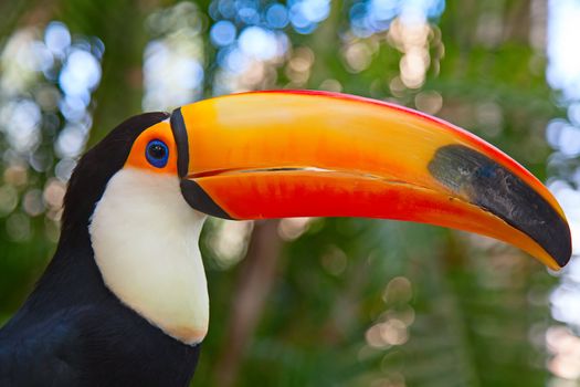 Colorful tucan in the aviary