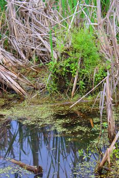 This wetland swamp is filled with duckweed and cattails.
