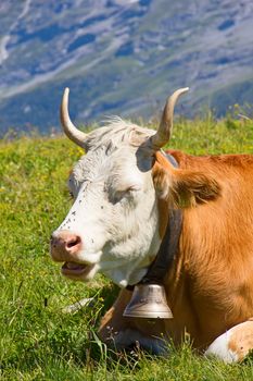 Swiss cow in the alps