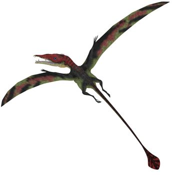 Eudimorphodon was a pterosuar from the Late Triassic Period with a diamond shaped tail.