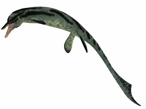 Cymbospondylus is an early ichthyosaur that lived between the Middle and Late Triassic Period.