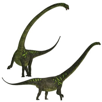 Mamenchisaurus was a plant-eating sauropod dinosaur from the late Jurassic Period of China.