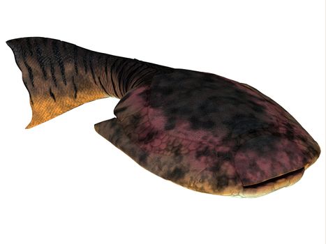Drepanaspis is an extinct species of primitive jawless fish from the Devonian Period.