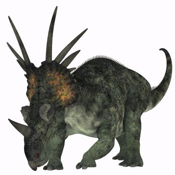 Styracosaurus was a herbivorous ceratopsian dinosaur from the Late Cretaceous Period.