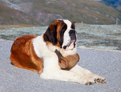 St. Bernard Dog with keg ready for rescue operation