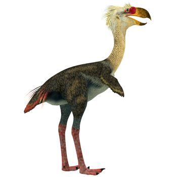 Phorusrhacos was a giant flightless predatory birds called "terror birds" from the Miocene Era. 