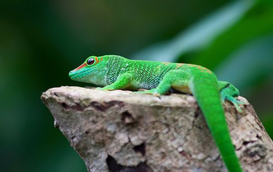 Green gecko on the tree