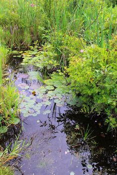Wildflowers, lillypads and cattails in a swampy bog in Lapeer, Michigan.