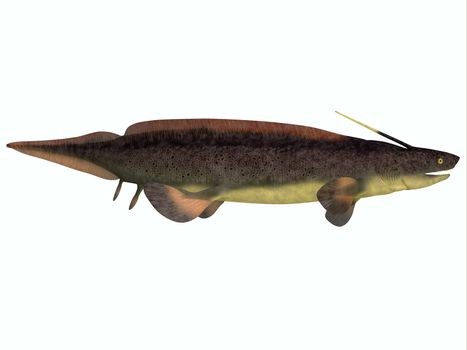 Xenacanthus is a prehistoric shark that lived in the Devonian and Triassic Periods.