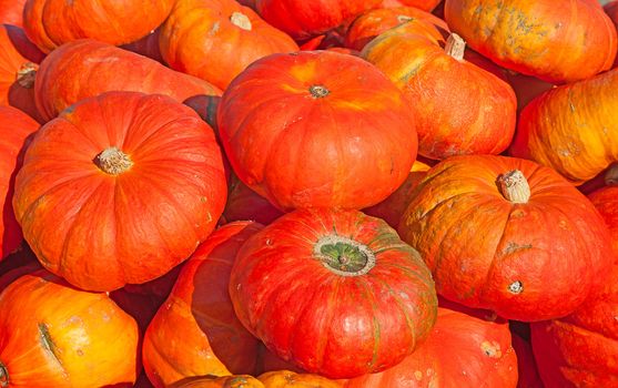 Colorful pumpkins collection on the autumn market