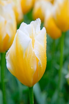 Fresh blooming tulips in the spring garden